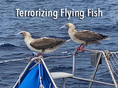 Terrorizing the flying fish