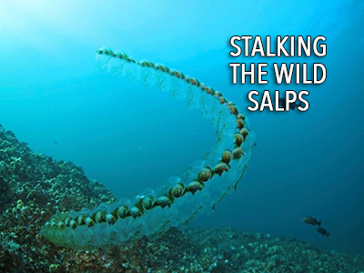 Stalking the wild salp