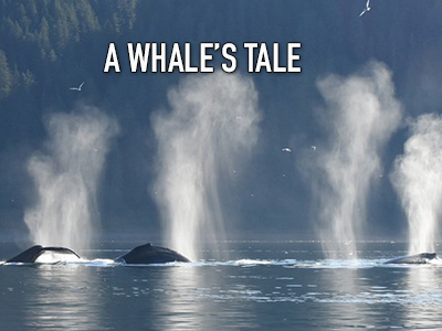 A Whale's tale